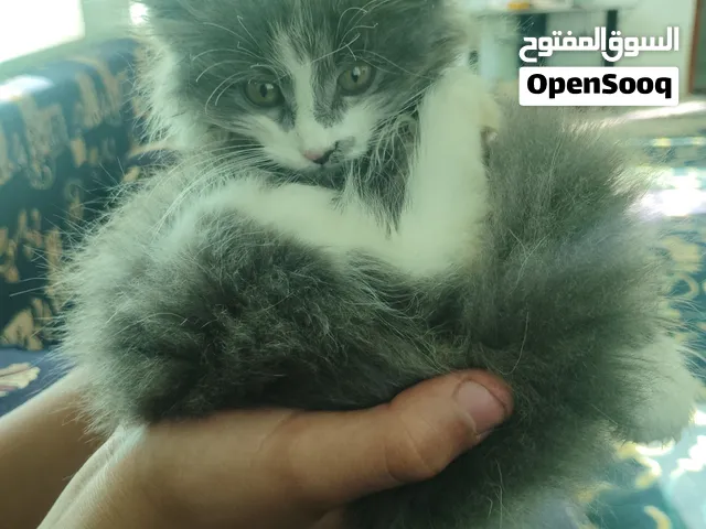 قط  ذكر للبيع خطف الخطف انظر الوصف