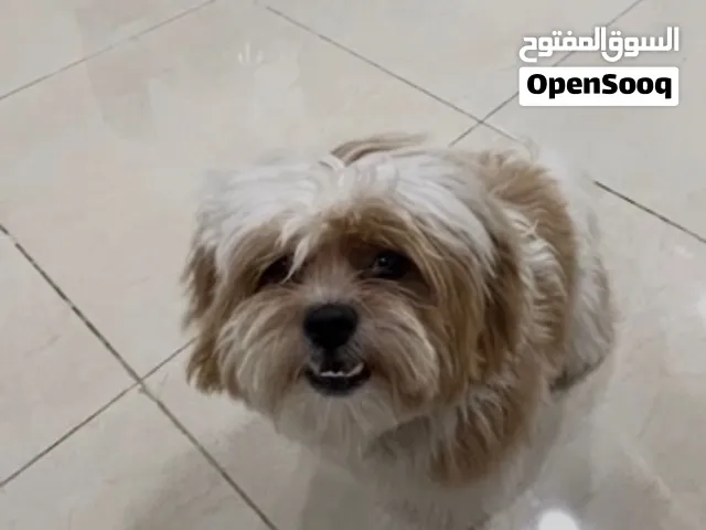 Shitzu dog for adoption 4 years