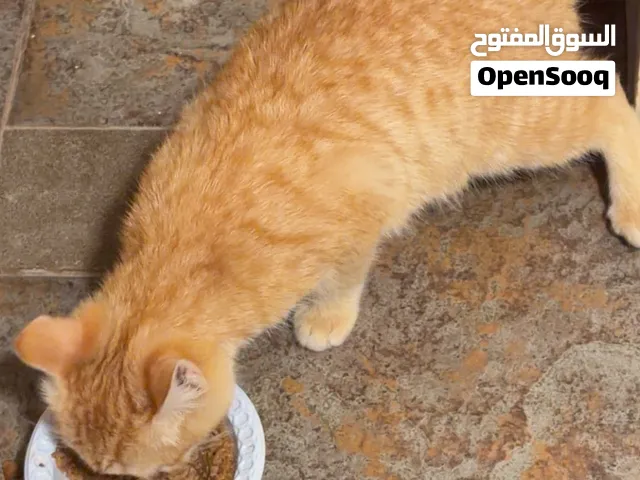 قطو للتبني مابي فلوس وولا شي