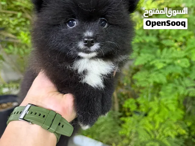 كلب بومرنين