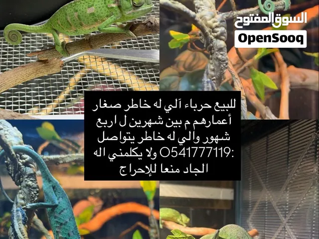 حرباء المحجبه
