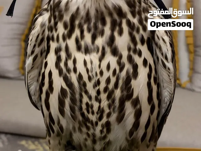 حر من حر بكر