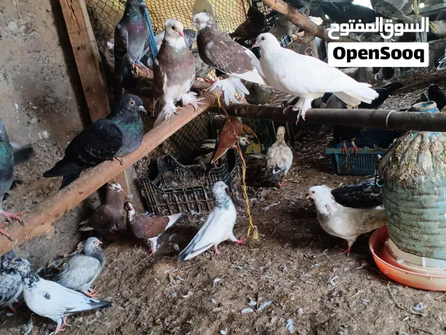 لدينا مجموعة كبيرة ومتنوعة من الحمام الجميل والمميز للبيع. جميع الحمام يتمتع بصحة جيدة، وجميل، وفي ح