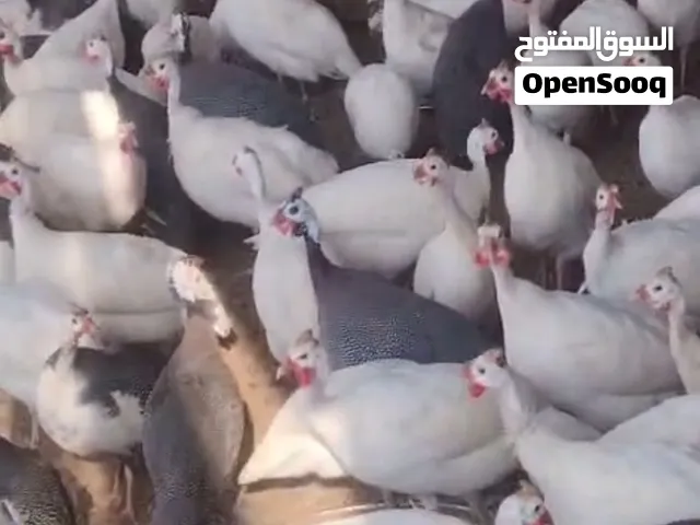 مزرعه جميع انواع الطيور