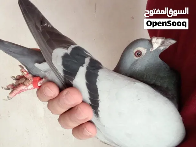 حمام زاجل اصيل