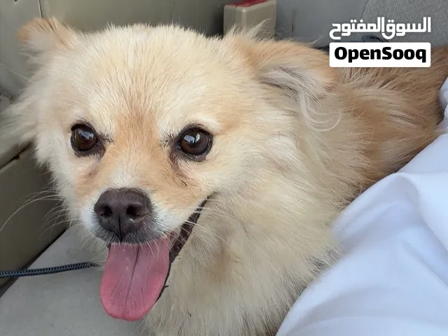 كلب بومرينيان (Pomeranian) لعوب وأليف للبيع