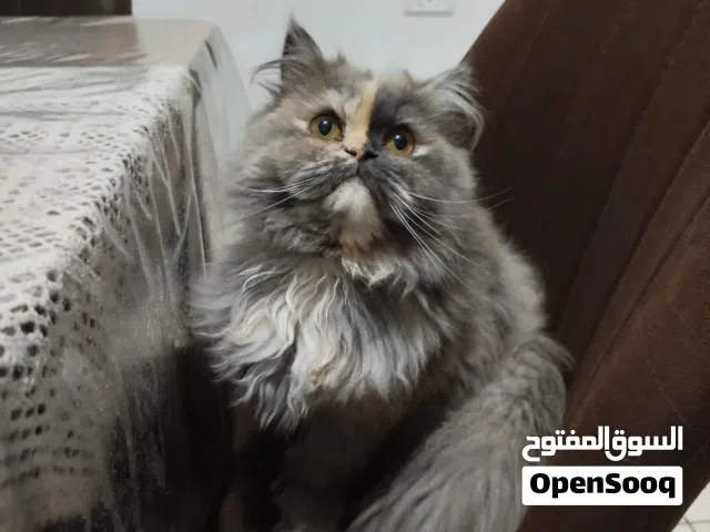قط انثى نوعه شيرازي بريطاني