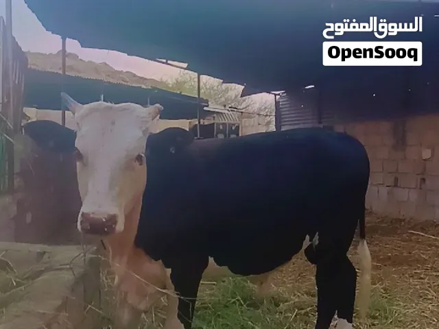 ثور  محلي ( ظفاري )