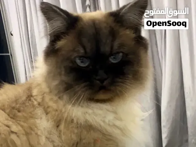 قطه لعوبه كبيره حجم شعر و لطيفه