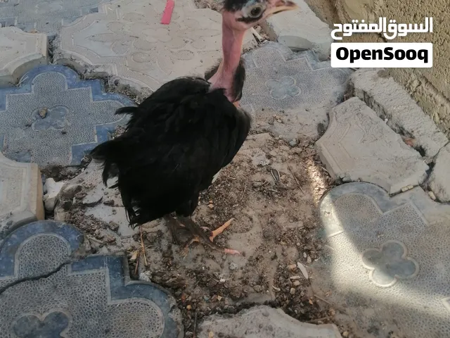 دجاج بوعنيق العمر شهر ونص واضح في صوره