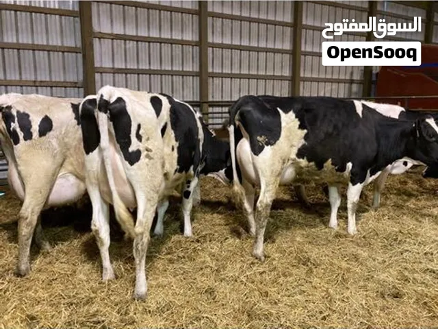 للبيع أبقار هولنديه بيور / هولندي بيور / هولشتاين