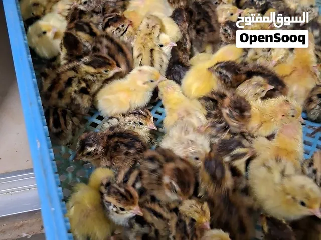 *بيع فري* *النوع* :فري ياباني جامبو..فري شيبه التكساس الجامبو وفري افريقي جامبو العمر : يوم العدد