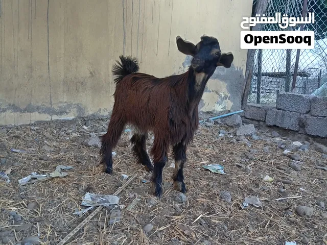 للبيع للتواصل واتساب