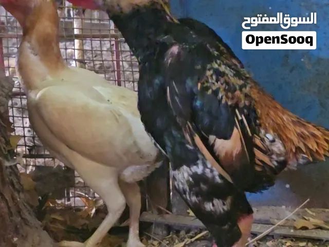 زوج دجاج كوشامو للبيع؛ الأنثى تبيض.