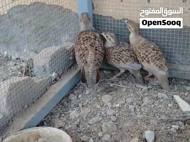 للبيع زوج صفارد باكستاني مع الفرخ