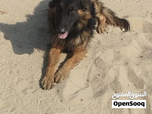 ببعه سريعه جيرمن