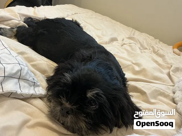 4 months old dog for adoption