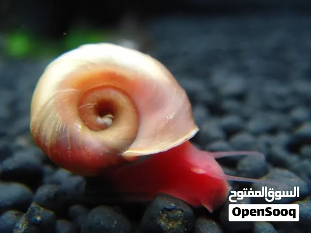 حلزونات رامشون