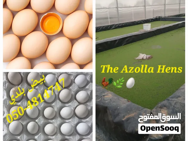 Desi Roosters and Desi Eggs  uaefreerange