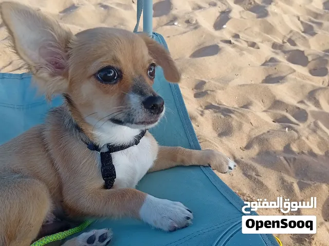 كلب شيواوا