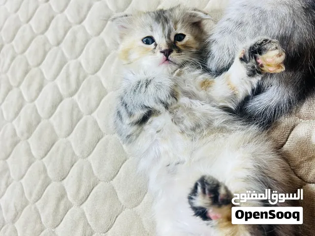 نثيه سكوتش العمر 3اشهر