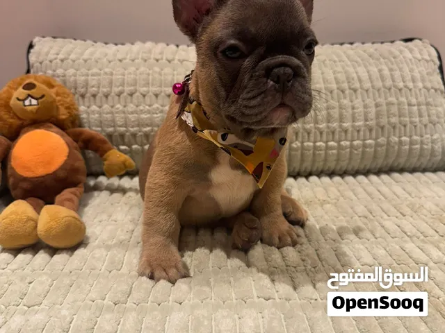 جراوي مميزه من الفرنش بول دوق