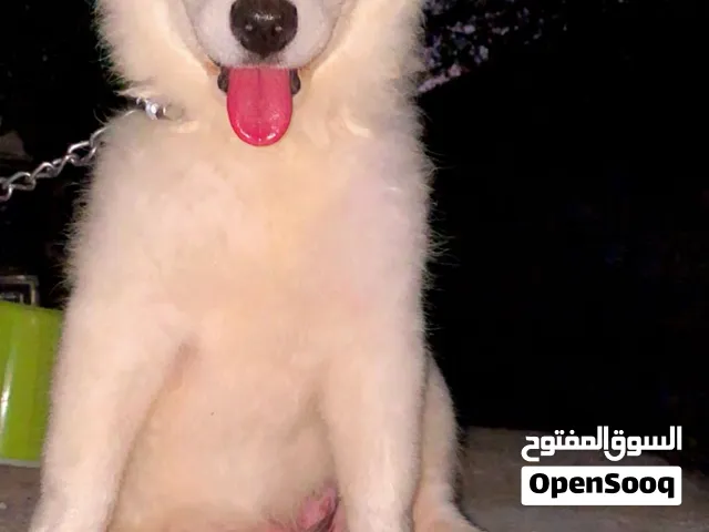 أنثى ساموايت البيع العمر شهرين ونص البيع بسعر مناسب 200 دينار وقابل للتفاوض التواصل عبر الواتساب