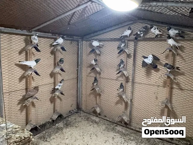 حمام باكستاني طيار  Pakistani higher fly pigeons