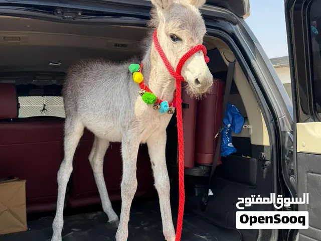 حمير اشكال و الوان مختلفه