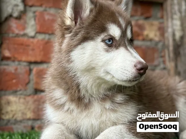 جراوي هاسكي توب ليفل دباديب بيور عيون زرقاء