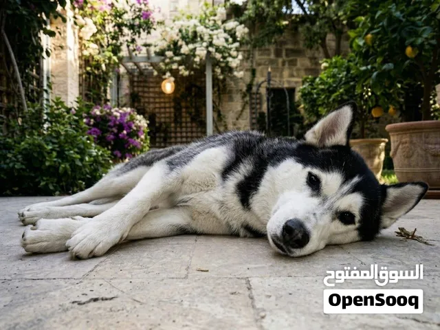 كلب كلاب هاسكي لتبني بسعر كسر