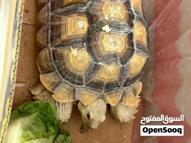سلحفاة افريقية عمر خمس سنوات