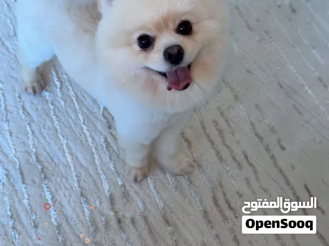 كلب بومرينيان ذكر