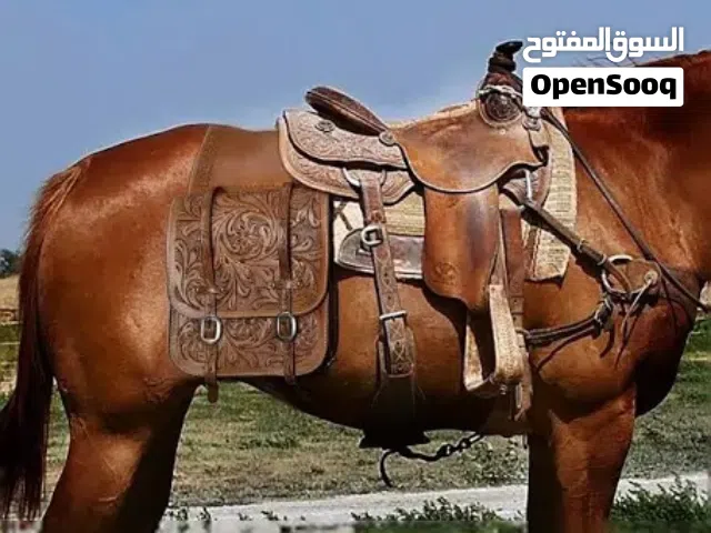 مطلوب خيول فرس للانتاج