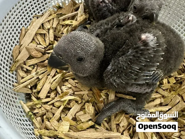 للبيع فروخ اكلاكتوس