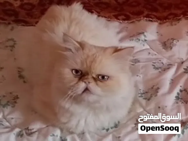 قط هيمالايا اورنج زورار للزواج أو البيع