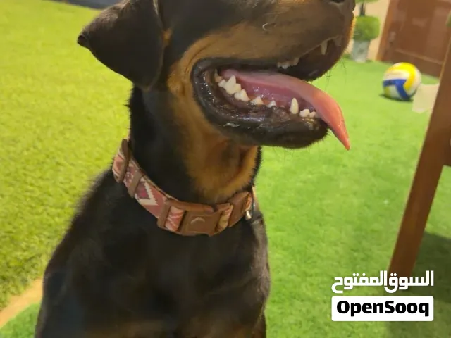 روت وايلر نثيه