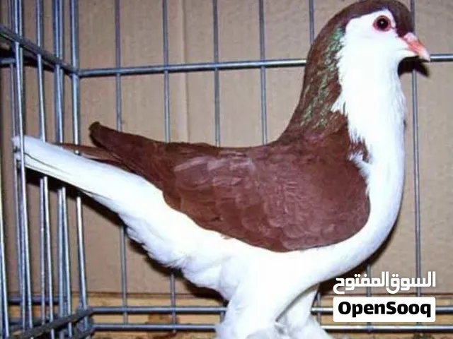 حمام لاهور للبيع