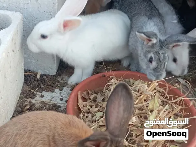ارانب شغلات - اربد