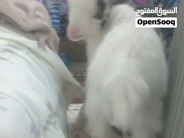 ماعز قزم للبيع