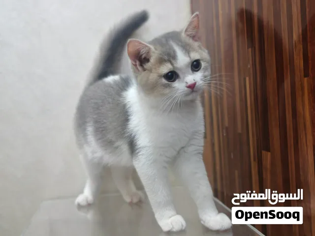 British Shorthair الاثنين بيكونوا الذكر