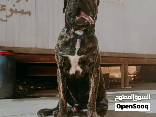 كلب للبيع بريسا كناريو فحل
