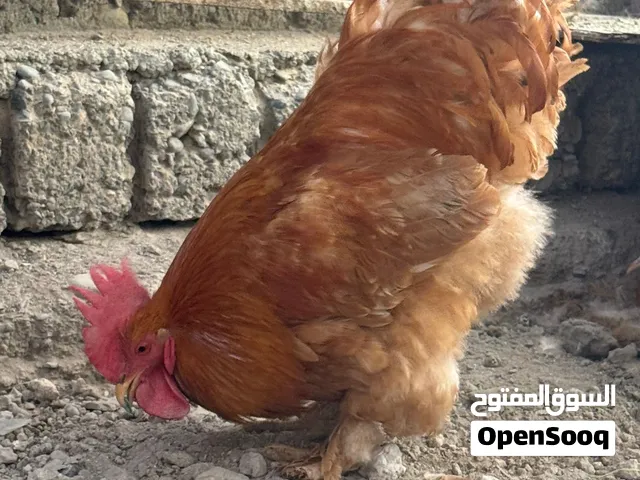 ديكا كوشن عملاق