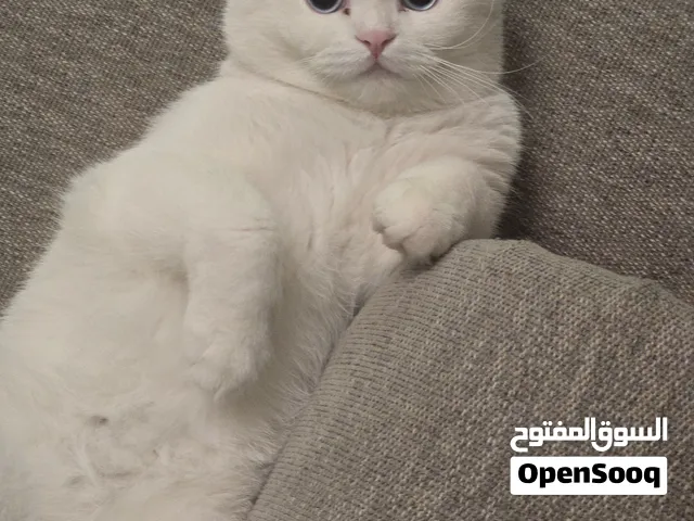 قط بريتش شورت هير أبيض نقي مميز وجميل جداً
