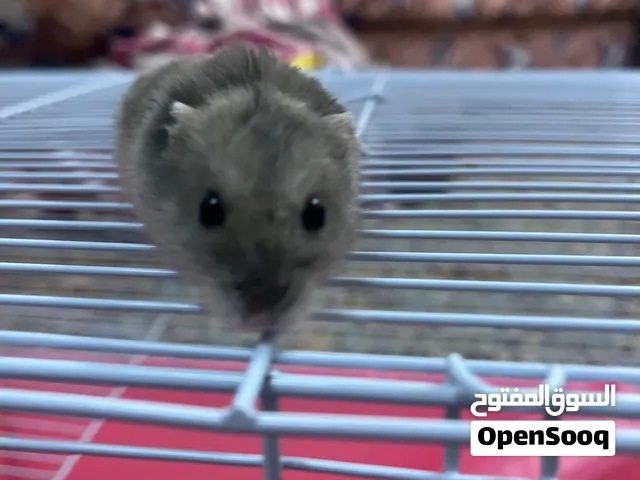 هامستر روسي القزم