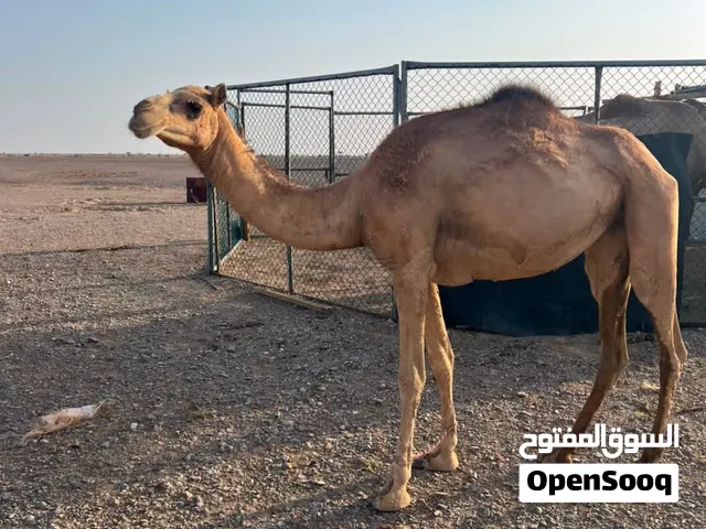 بكره يذعه الاب ولد شاهين الكليلي  الام ناقه درعيه