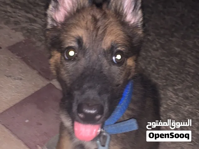جروه مينواه نتايه للبيع 700د
