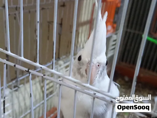 كوكتيل بصمة