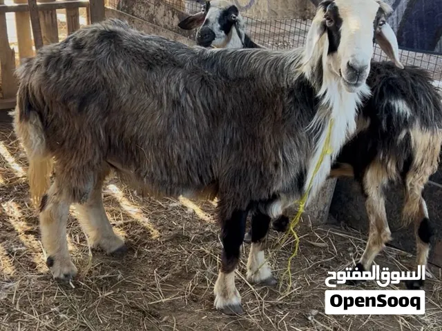 كبش محلي الحجم الكبير