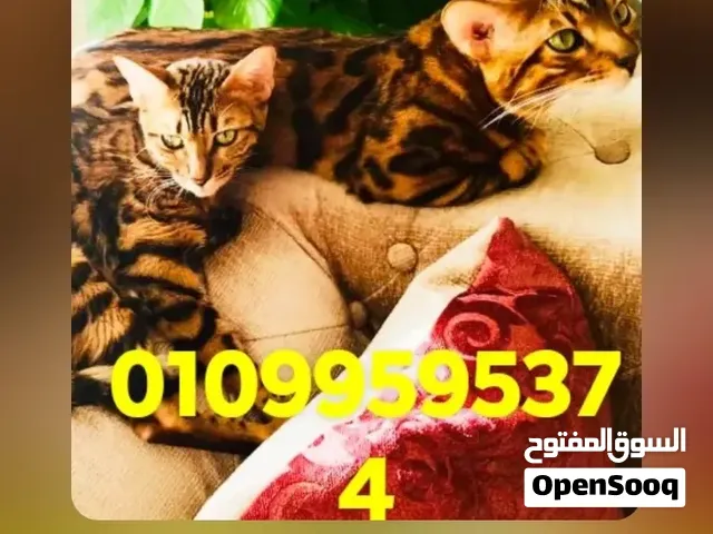 ذكور القط البنغالى النادر
